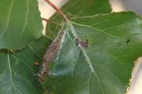 Phyllocnistis unipunctella
