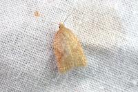 Acleris quercinana