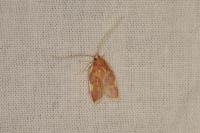 Carcina quercana
