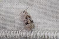 Altenia scriptella
