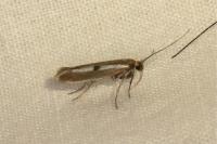 Parahyponomeuta egregiella