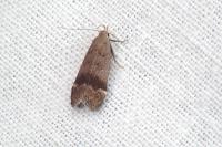 Anacampsis obscurella