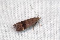Anacampsis obscurella