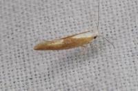 Argyresthia albistria