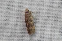 Bryotropha