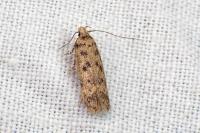 Bryotropha plebejella