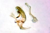 Bryotropha plebejella
