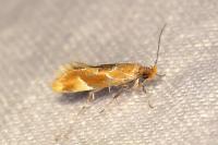 Epicallima formosella