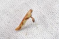 Caloptilia