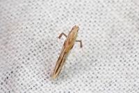 Caloptilia