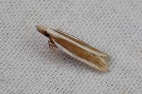 Dichomeris marginella