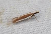 Dichomeris marginella