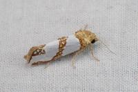 Eugnosta magnificana