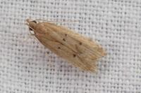 Helcystogramma lutatella