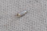 Leucoptera