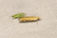 Monochroa cytisella