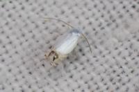 Leucoptera