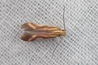 Metzneria aprilella