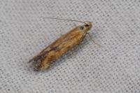 Metzneria artificella