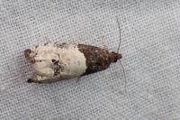 Notocelia roborana