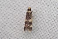 Oegoconia