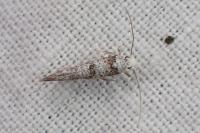 Paraswammerdamia albicapitella