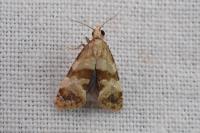 Phalonidia contractana
