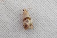 Phalonidia contractana