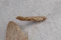 Pyroderces argyrogrammos