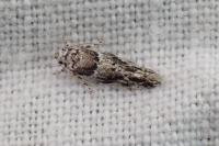 Recurvaria nanella