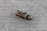 Recurvaria nanella