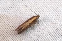 Scrobipalpa ocellatella