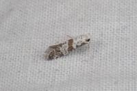 Scythropia crataegella