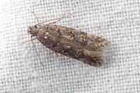 Teleiopsis diffinis