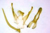 Teleiopsis diffinis