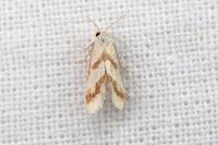 Aethes bilbaensis