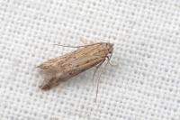 Metzneria ehikeella
