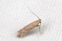 Metzneria ehikeella