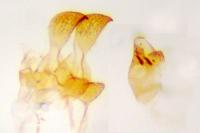 Metzneria ehikeella
