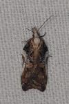 Acleris cristana