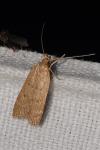 Helcystogramma lutatella