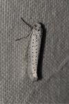 Yponomeuta evonymella