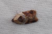 Acleris variegana