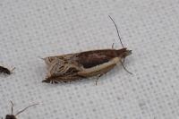 Ancylis apicella