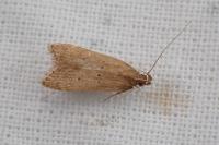 Helcystogramma lutatella