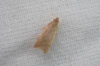 Helcystogramma lutatella