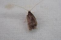 Homaloxestis briantiella