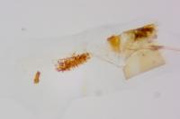 Homaloxestis briantiella