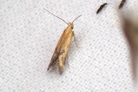 Metzneria artificella