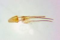 Metzneria artificella